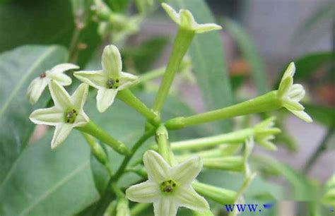 夜來香花期|夜來香什麼時候開花